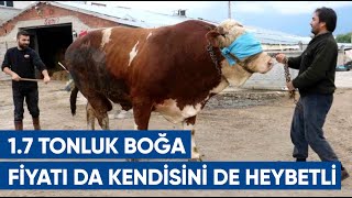 1.7 Tonluk Kurbanlık Boğa! Heybetli Boğayı 4 Kişi Tutamadı! İşte Fiyatı | AGRO TV Haber