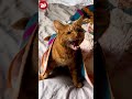 Viral clip of cat with a 'Scouse accent' has resurfaced