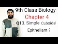 What is simple cuboidal epithelium | Define simple cuboidal epithelium | simple cuboidal epithelium