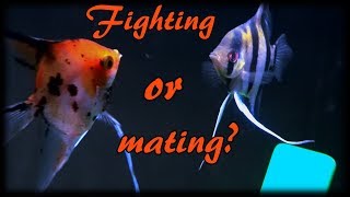 How to tell the difference between fighting and mating for angelfish. Mating ritual for angelfish.