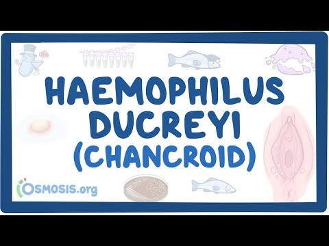 Haemophilus ducreyi (Chancroid) - Осмосыг урьдчилан харах