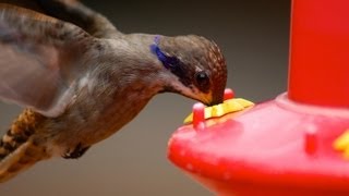 How to Make Hummingbird Nectar