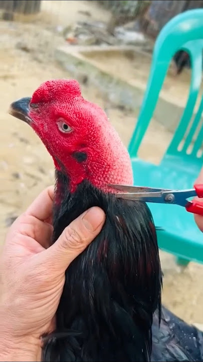 Download lagu Rooster Triming Technique At Home#kingaseel #aseelmurga #murga #rooster #aseel