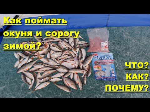 Как поймать окуня и сорогу зимой?