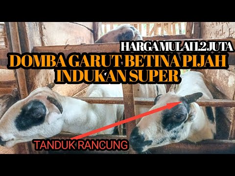 Harga Bibit Domba Garut Betina
