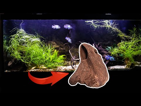 Your AQUARIUM FISH Need a Place to HIDE! [Here is Why]
