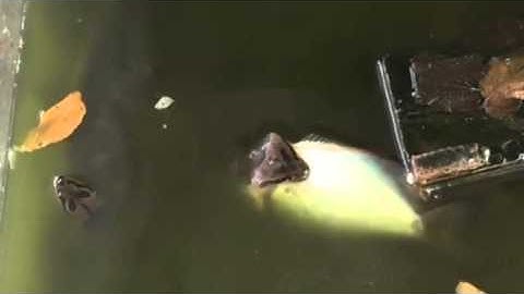 rắn nước nuốt con cá