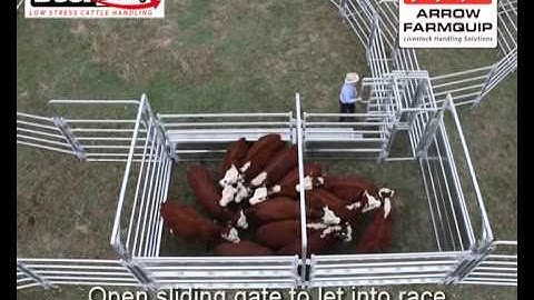 Beef Buddy Low Stress Cattle Handling