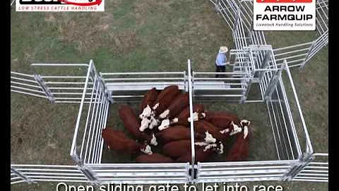 Beef Buddy Low Stress Cattle Handling