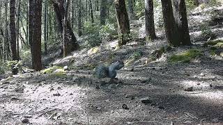 Posing Squirrel