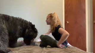 Lima, Bouvier des Flandres tricks [1,5 years old]