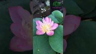 Single petal pink mini lotus with lots of flowers
