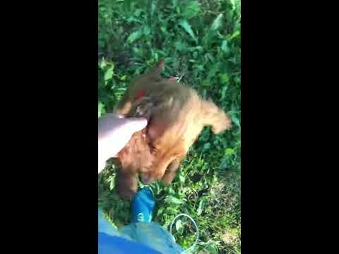 cockerspaniel dog looking for owner and fails  funny