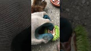 I Found A Survivor American Chestnut Tree