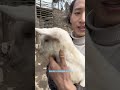 You are the most naughty shepherd boy, little lamb, my rural life
