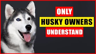 Things NOBODY tells you about owning a Husky