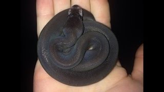 Famous Morph of the Day #11 (Super Cinnamon) Wealth