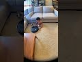 baby Hero Saves Kitten! #2