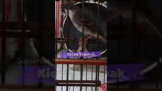 Pancingan Ciblek Cepat Nyaut dan Mempercepat Ciblek Agar Gacor dan Ngebren Panjang | Kicau Tembak