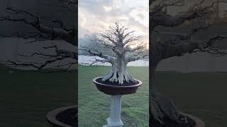Calon Bonsai Ampelas Kelas Bintang Mewah Dan Istimewa