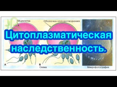 Цитоплазматическая наследственность. Причины и лечение митохондриальных заболеваний