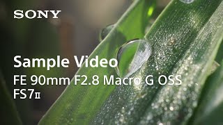 Testing l FE 90mm F2.8 Macro G OSS with FS7 II l Sony
