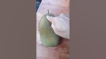 quả mít kì diệu❤