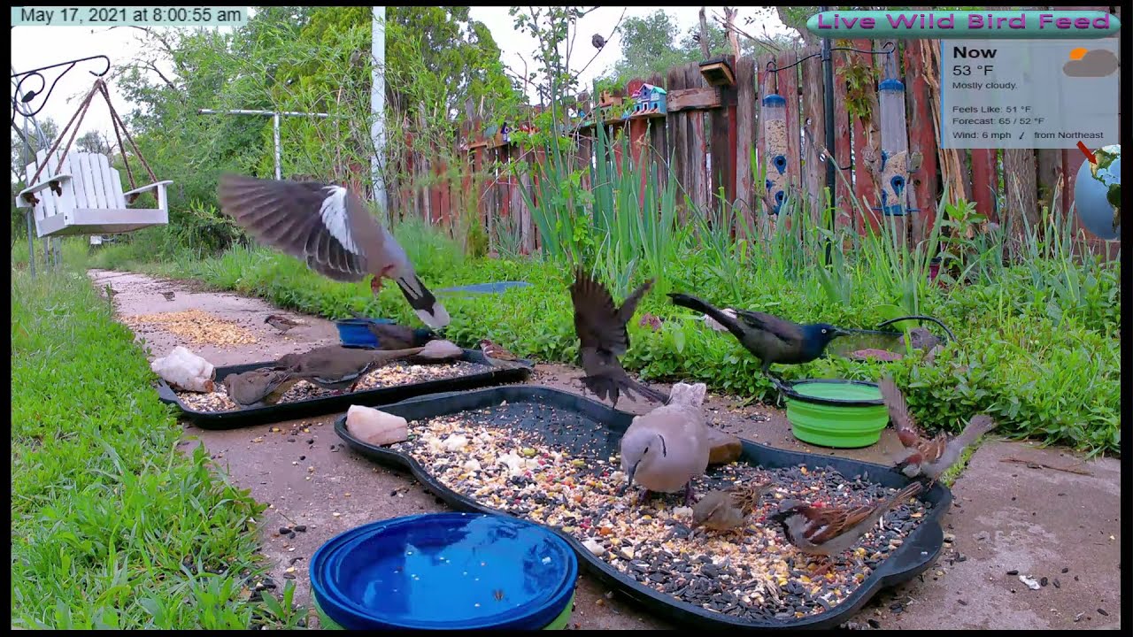 Live Wild Bird Feed - Central USA