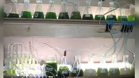 Биотопливо из водорослей и молодые дарования
