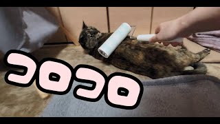 〈猫動画〉こたつを片付けてほしくない猫　◇　A cat who doesn't want the kotatsu to be cleaned up