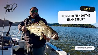 Monster fish on the Hawkesbury River!