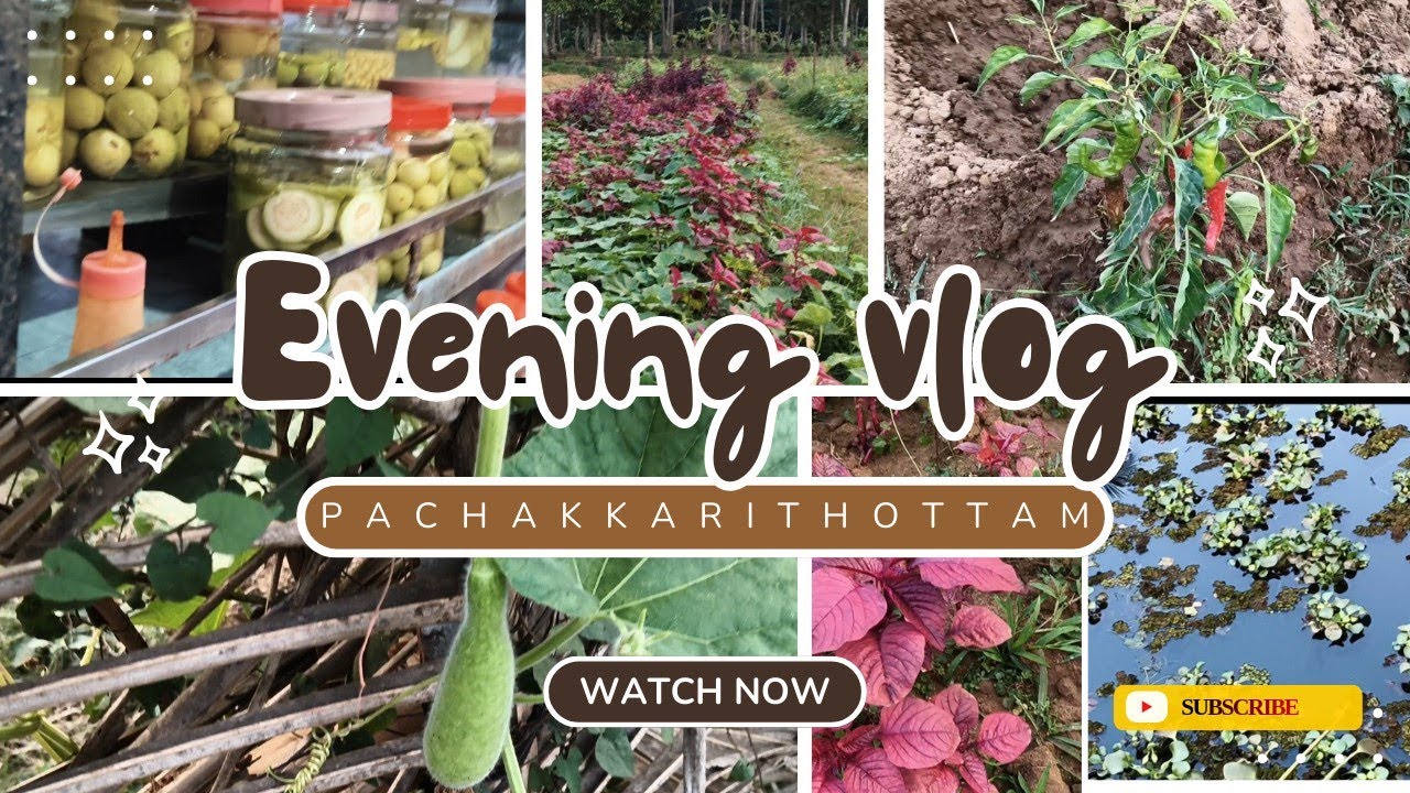 Evening vlog #pachakkarithottam 