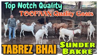 TOOFAAN Quality Khassi Bakre At TABREZ BHAI | Sojat Goat Collection In Bhiwandi |@Rizwankranti