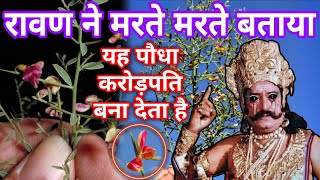 रावण ने मरते मरते बताया इस पौधे का जिक्र राम चरित्र मानस में है जो लगा लेता है वह राजा बन जाता है