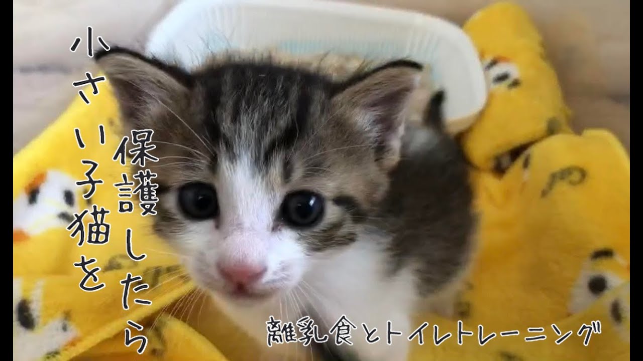 小さい子猫を保護したら Youtube