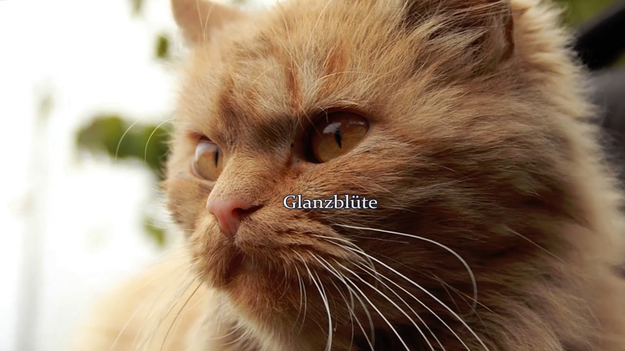 Warrior Cats Bilder Warrior Cats Bilder