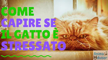 Come calmare il gatto stressato?