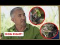 Breaking up a dog fight | Cesar 911
