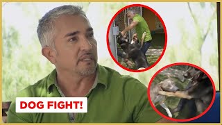 Breaking up a dog fight | Cesar 911