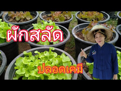 การปลูกผักสลัดปลอดเคมี ให้งามแบบง่าย ๆ ปลูกกินก็ได้ ปลูกขายก็ดี คนมีพื้นที่น้อยก็ปลูกได้