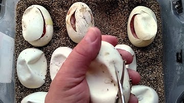 MY FIRST RETICULATED PYTHON EGGS!