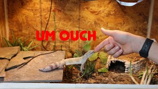 Famous Leopard gecko tricks Profile