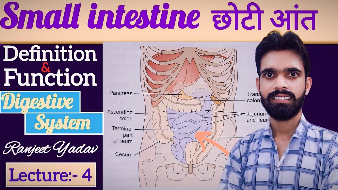 Definition & Function of Small intestine ll Anatomy & Physiology in hindi ॥ Digestive system