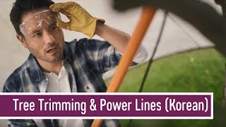 Tree Trimming \& Power Lines | SCE Safety Tips (Korean)