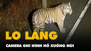 Camera ghi hình hổ xuống núi, khiến cả khu dân cư ở Trung Quốc đóng chặt cửa