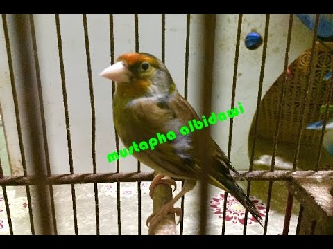 التغريدة التي يبحث عنها عشاق طائر الميستو   أروع تغريد لطائر الهجين الميستو