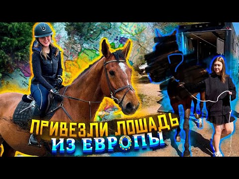 Видео: КАК ВЫБРАТЬ ЛОШАДЬ? | Подбор лошади в Европе