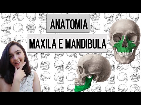 Vídeo: Diferença Entre Os Molares Maxilares E Mandibulares