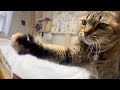 飼い主のご飯を食べたくて喋りまくる猫