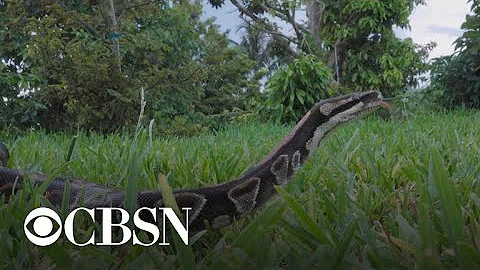 The impact of climate change on invasive species and ecosystems